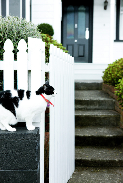 Черно-белый кот подходящий по гамме к интерьеру